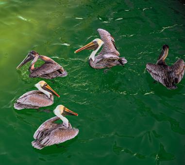 Group of Pelicans