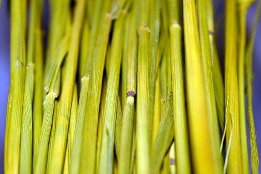 Dry Stems