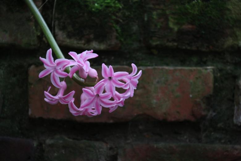 Free stock image of Jacinthe created by ML ARANDA