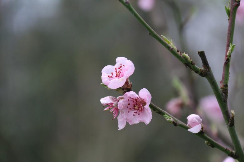 Free stock image of Pink Almond Blossoms created by ML ARANDA