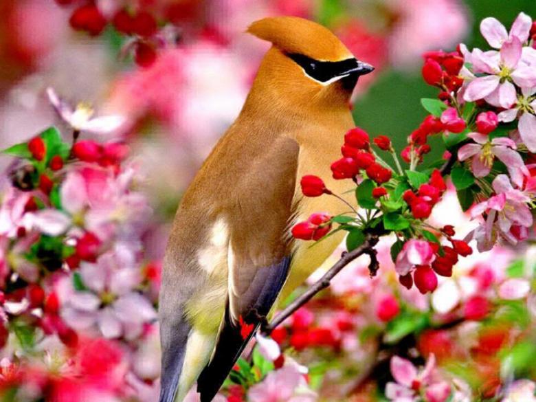 Free stock image of Colorful Bird and Flowers created by nino nin