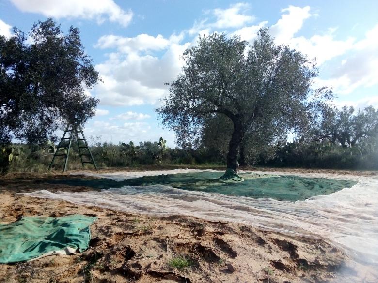 Free stock image of Olive Trees created by chokri attia