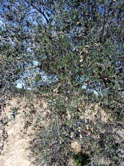Olives on Tree - Free Stock Photo