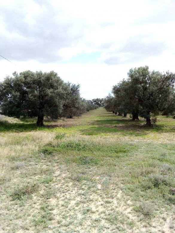 Free stock image of Field of Olive Trees created by chokri attia