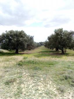 Field of Olive Trees - Free Stock Photo