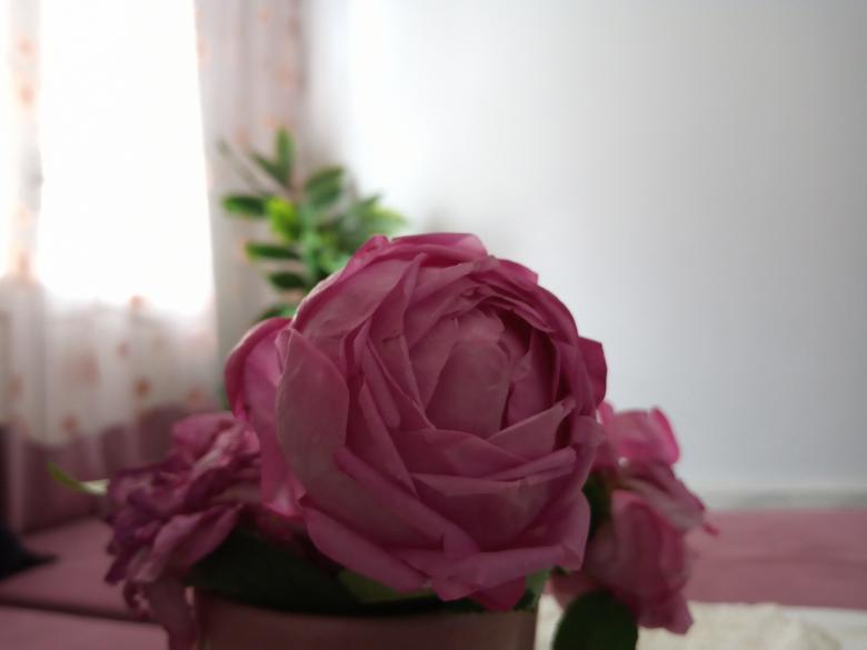 Free stock image of Pink Flower Indoors created by chokri attia