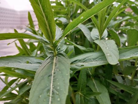 Green Leaves with Droplets