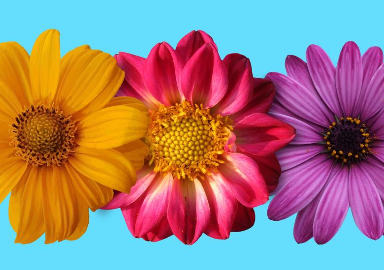Free stock image of Colorful Flowers on Blue Background created by Jack Moreh