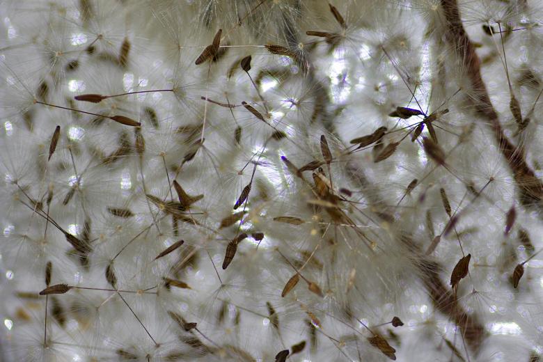 Free stock image of Dandelion Clocks created by Eros Ciaiolo