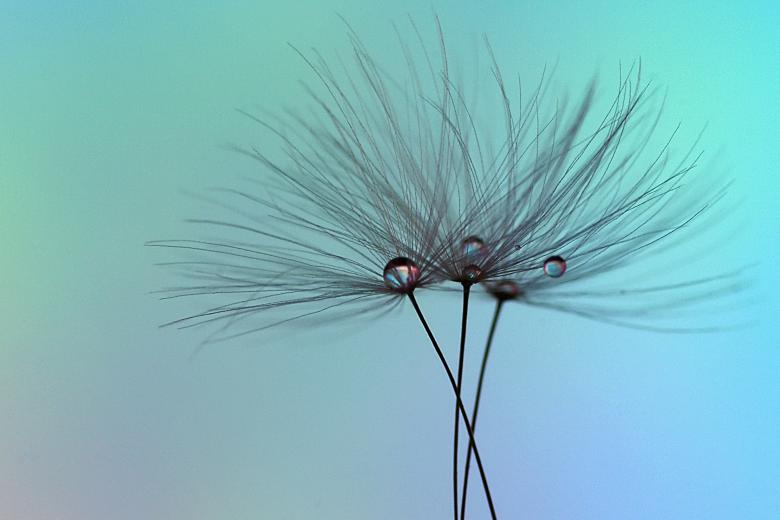 Free stock image of Dandelion Clocks Macro created by Eros Ciaiolo