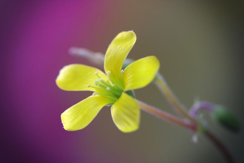 Free stock image of Yellow Woodsorrel Oxalis Stricta created by Eros Ciaiolo