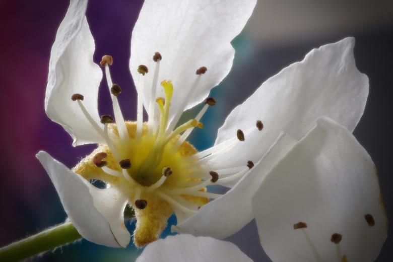 Free stock image of Apricot Flowers created by Eros Ciaiolo