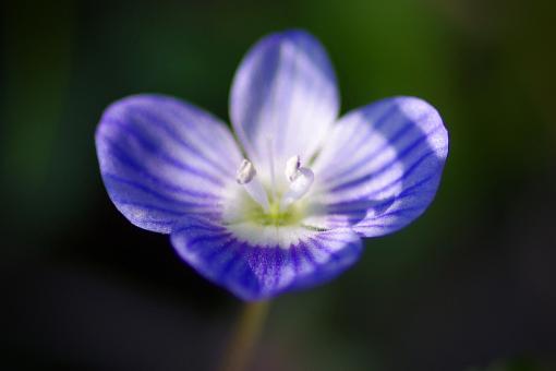 Blue Veronica