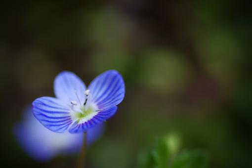 Veronica Flower