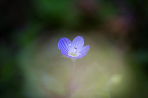 Blue Veronica Bokeh