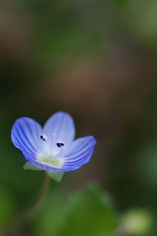 Blue Tiny Veronica Flower