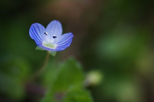 Tiny Veronica