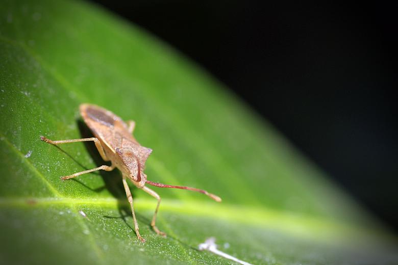 Free stock image of Insect on Leaf created by Eros Ciaiolo