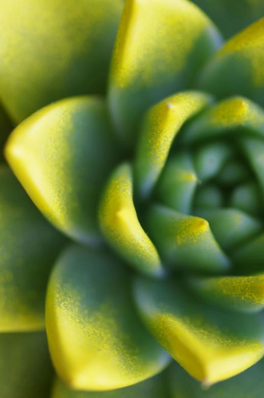 Free stock image of Fat Yellow Plant created by Eros Ciaiolo