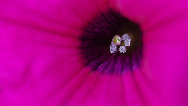 Pink Macro Flower