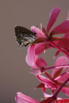 Butterfly on Pink Flower