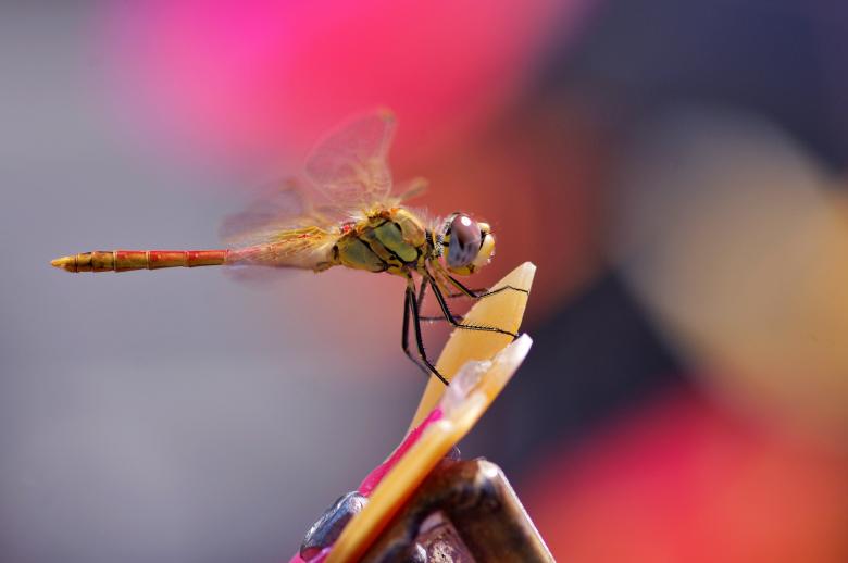 Free stock image of Dragonfly Macro - Bokeh Background created by Eros Ciaiolo