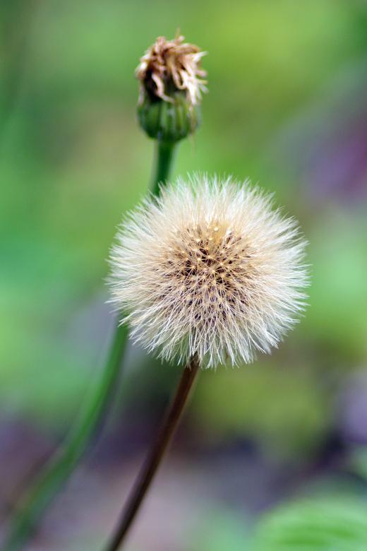 Free stock image of Dandelion Macro created by Eros Ciaiolo