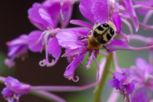 Strange Bee on Purple Flower