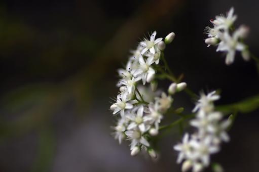 Small White Flowers