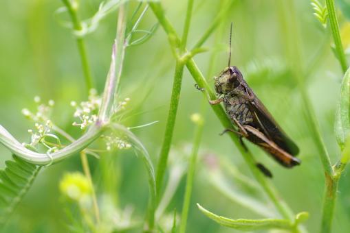 Cricket Macro