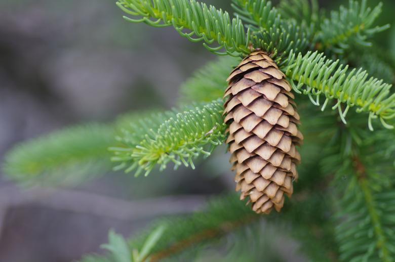 Free stock image of Pinecone Macro created by Eros Ciaiolo