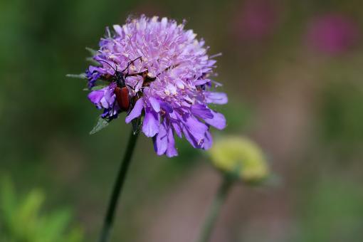 Red Insect on Purple Flower