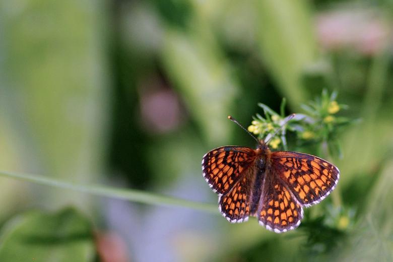 Free stock image of Orange Colored Butterfly created by Eros Ciaiolo