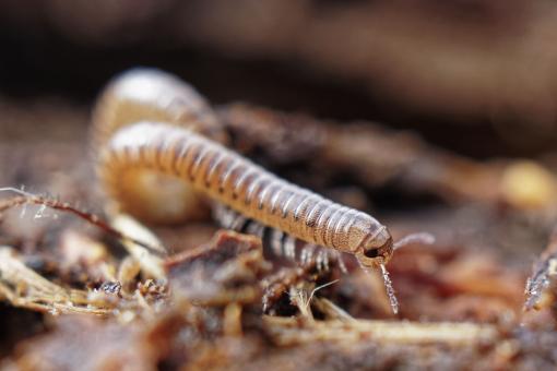 Centipede on the forest floor - Free Stock Photo