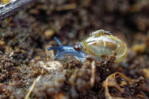 A snail carrying an insect - Free Stock Photo