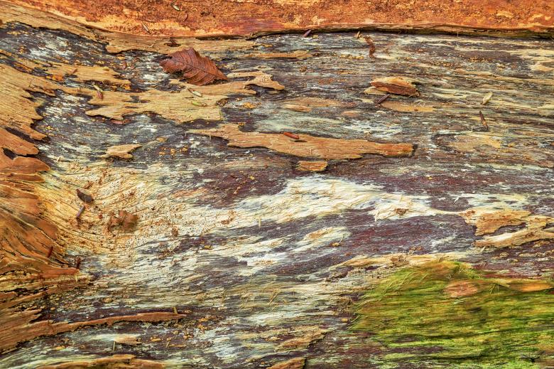 Free stock image of Peeling Wood Decay created by Nicolas Raymond