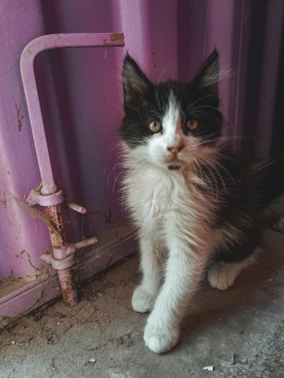 Free stock image of Sweet and Dirty Cat created by Oubari ahmed