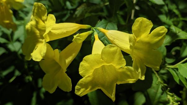 Yellow Flower Tecoma - Free Stock Photo