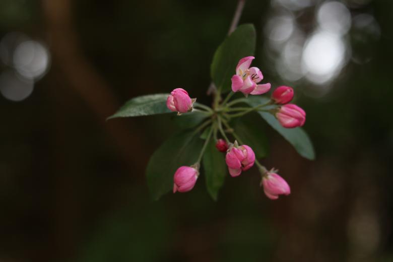 Free stock image of Pink Apple Blossom Bud created by ML ARANDA