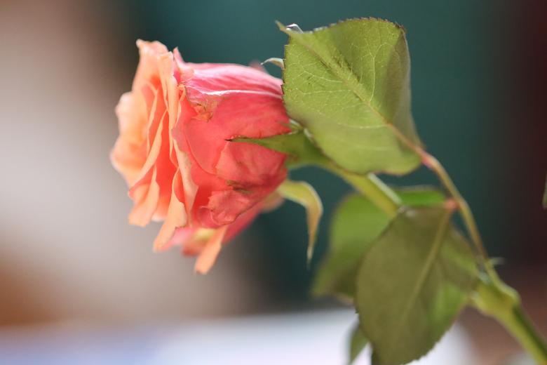 Free stock image of Orange Rose created by ML ARANDA