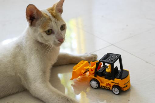 Cat with a Toy Car - Free Stock Photo