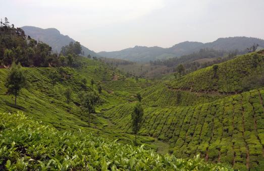 Valley of Tea Plantation