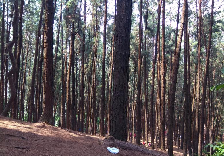 Free stock image of Inside Pine Forest created by Tona sam