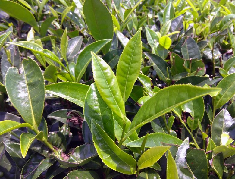 Free stock image of Tea Plant Leaves created by Tona sam