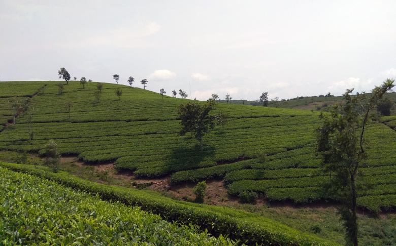Free stock image of Tea Planation at Vagamon, India created by Tona sam