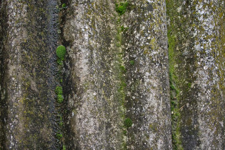 Free stock image of Moss sun on a tile created by Eros Ciaiolo