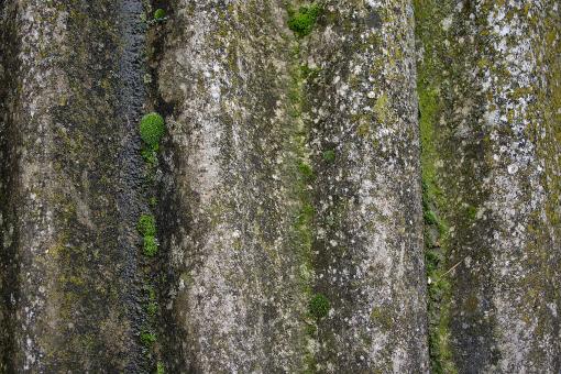 Moss sun on a tile