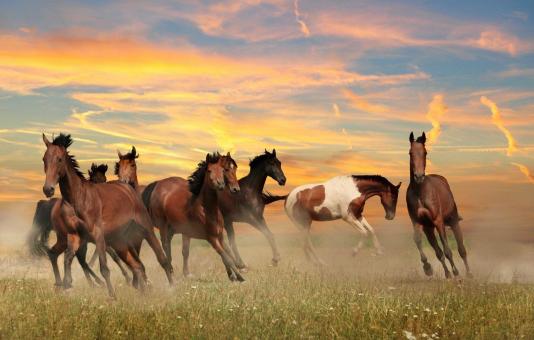 Herd of Wild Horses