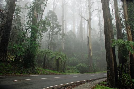 Misty Road Through a Forest - Free Stock Photo