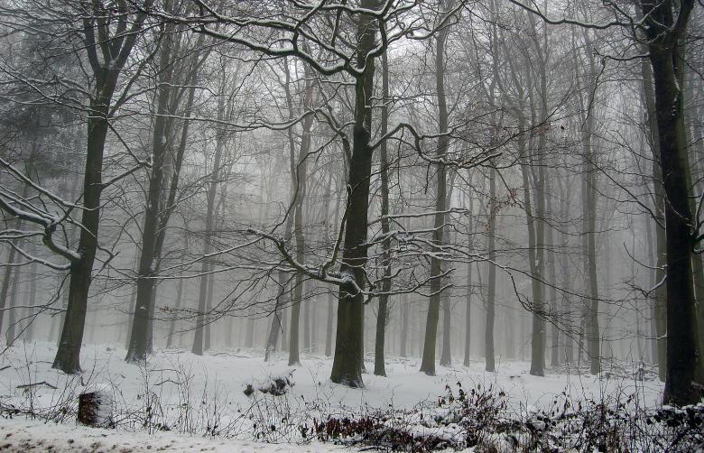 Free stock image of Forest Snow created by Paul Macallan